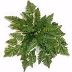 Ferns